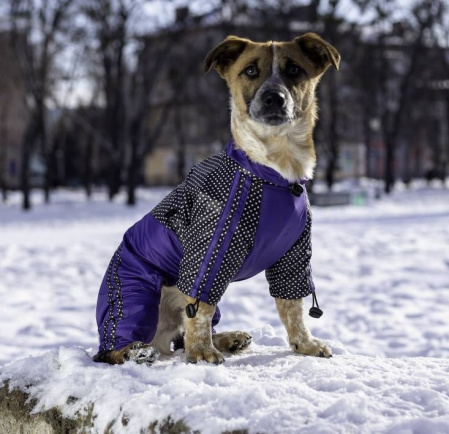 Утеплённый дождевик для собак Dogs Bomba